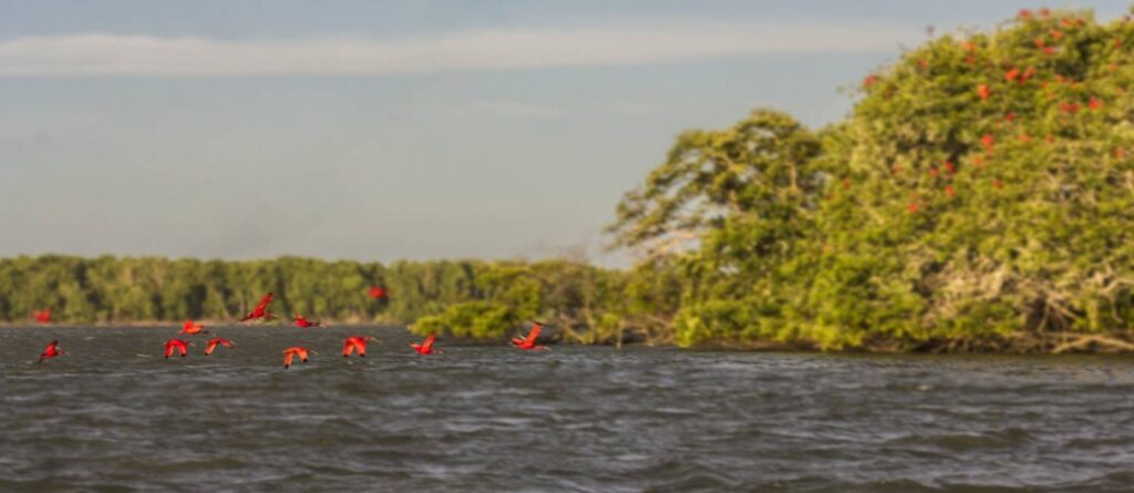 Pássaros guarás vermelhos voando sobre a água do rio próximo à vegetação em Atins, Lençóis Maranhenses.