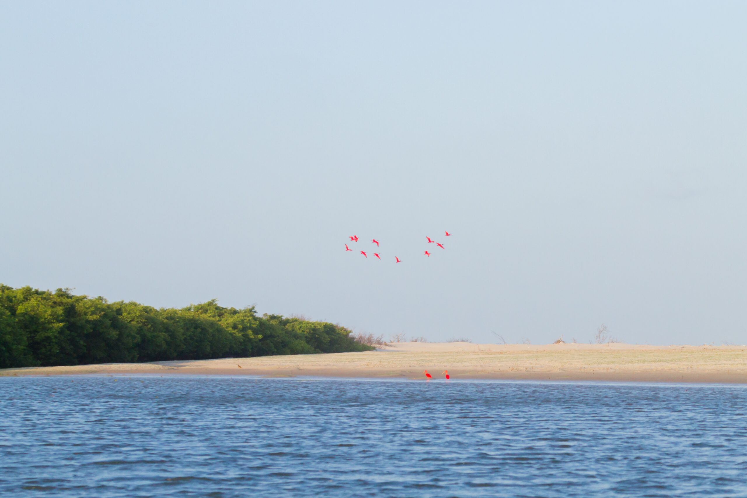 Flock of scarlet ibises flying over the beach and native vegetation in the Lençóis Maranhenses region.